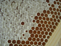 Honigzellen teilverdeckelt