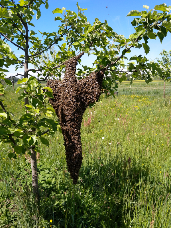 Bienenengel
