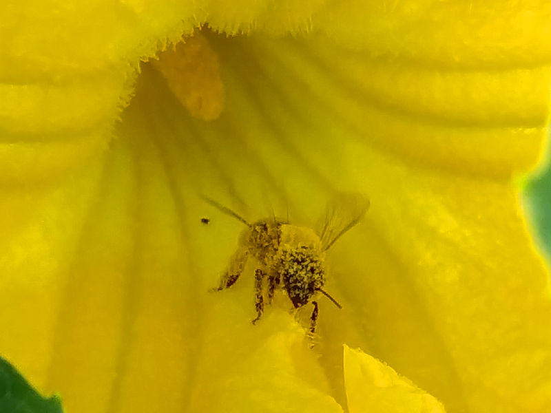 Biene auf Kürbisblüte