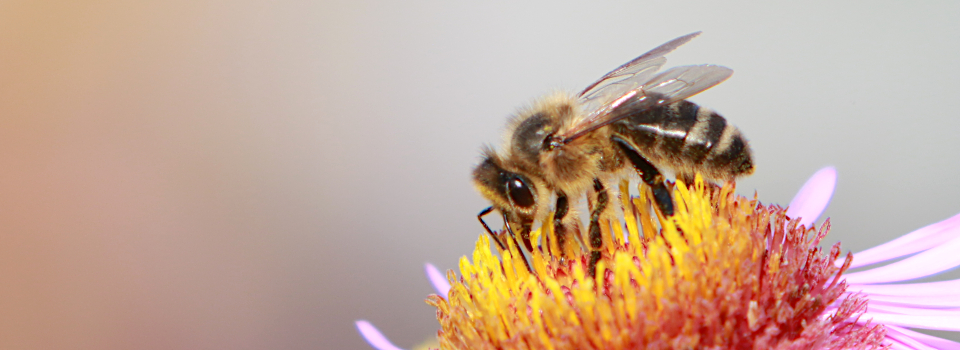 Bienen und mehr