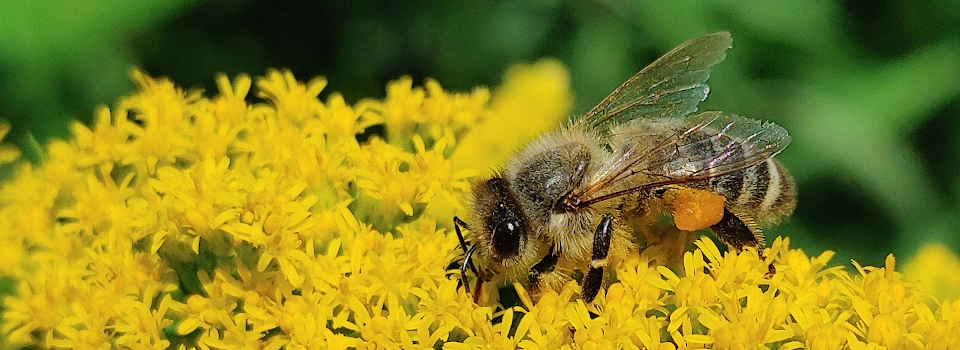 Bienen und mehr
