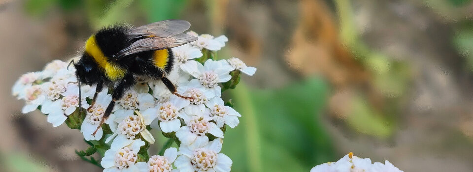 Bienen und mehr