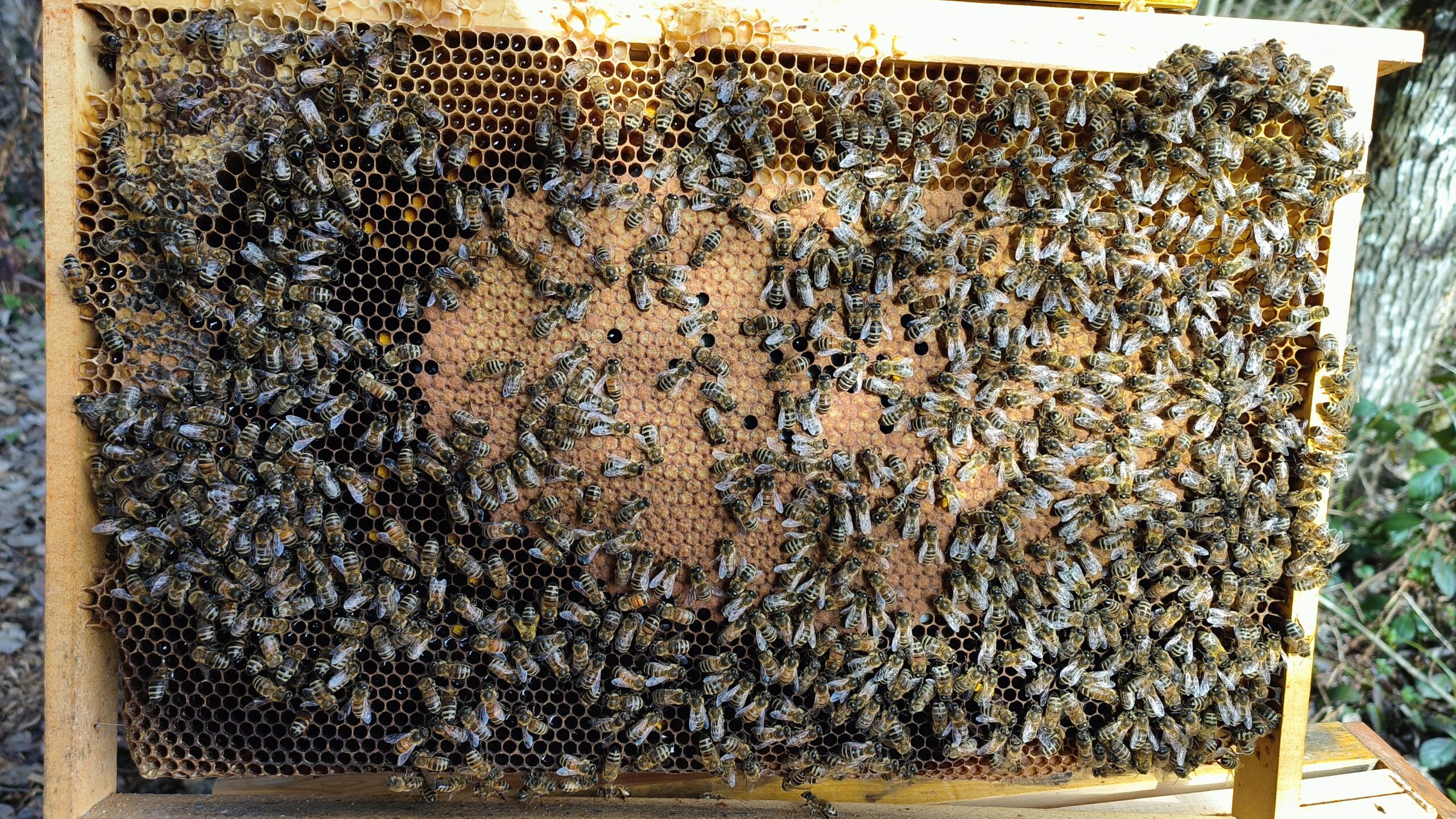 Die Bienen führen in den Dadant Magazinen Brut auf 3 bis 4 Waben beidseitig